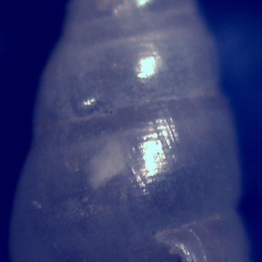 Odostomia da confermare